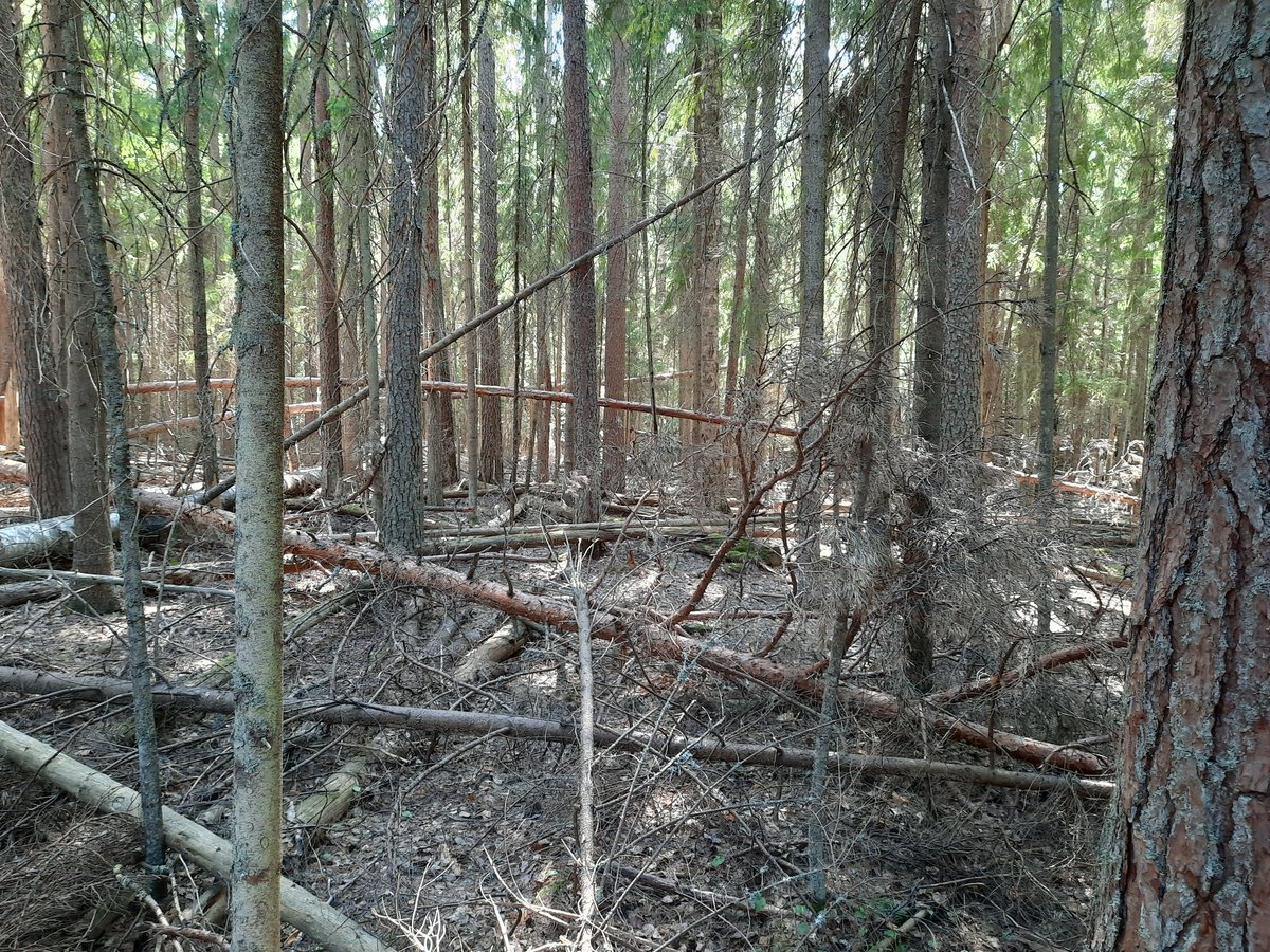 JohannaBuchert's tweet photo. Punkaharjun tutkimusmetsästä löytyy mielenkiintoisia alueita. Tällä alueella ei ole tehty mitään metsänhoitoa  yli 100 vuoteen. #Punkaharju #luonnontilainenmetsä @LukeFinland https://t.co/8sv4UrXlM9
