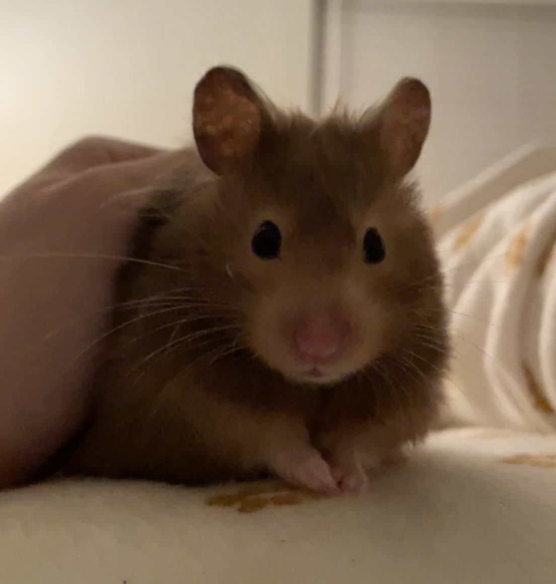 Teddy Joestar ⭐️ (@lemonsproda) / Twitter