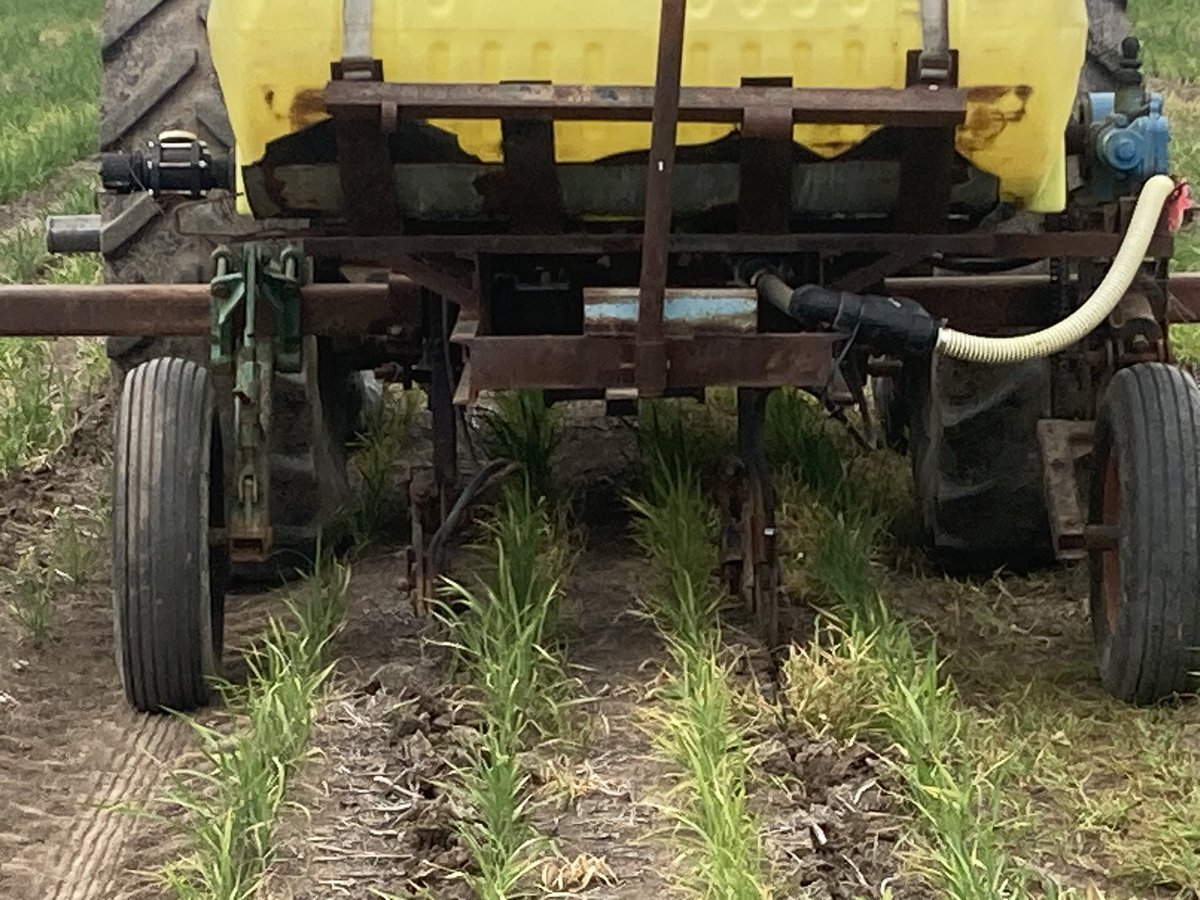 Fertilizing  15” row rice with a sidedress rig, 1 application of 150 lbs N at Northeast Research Station. <a href="/LSUAgCenter/">LSU AgCenter</a> <a href="/usaricenews/">USA Rice</a> <a href="/RiceFarming/">Rice Farming</a> <a href="/Louisiana_Rice/">Louisiana Rice</a>