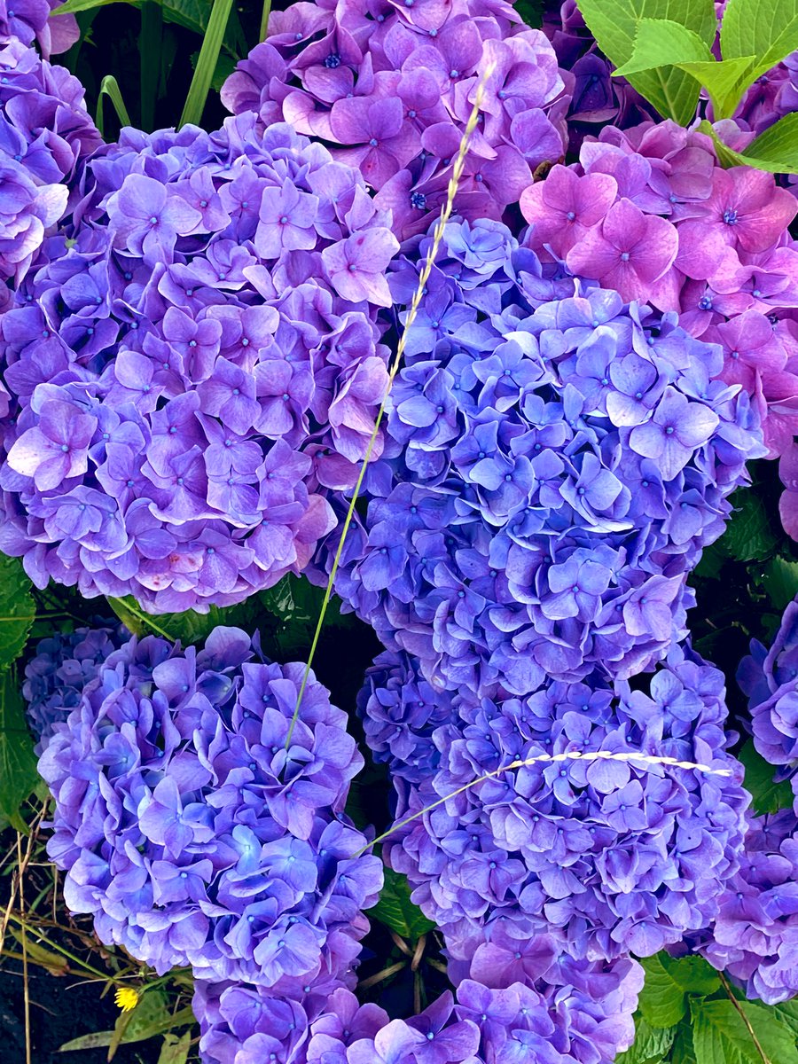 you_me08's tweet photo. 通勤路🚶
色は青が多いから、赤い紫陽花見てみたいなぁ☺️
#紫陽花
#酸性
#花言葉
#移り気 https://t.co/mM4FpFxJkG