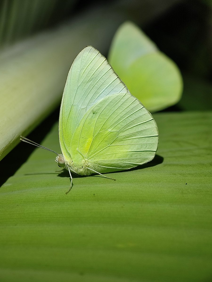 Lemon emigrant butterfly 

#TitliTuesday
#indiAves & #VIBGYORinNature #Green 
#Butterflies #TwitterNatureCommunity
#NaturePhotography