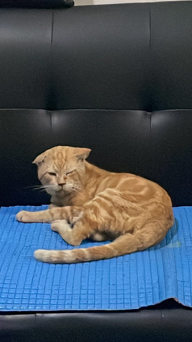 hellowitsm3's tweet photo. 🥺🧚🏻‍♂️💖✨🤎🥰 bye muezzaa [terakhir makan disuapin sblm perpisahan] https://t.co/RP3fDZFAZ4