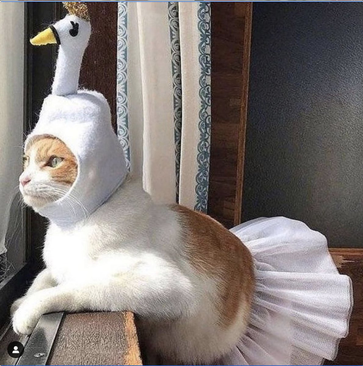 Catwheezie's Stash (@realcattohours) on Twitter photo 