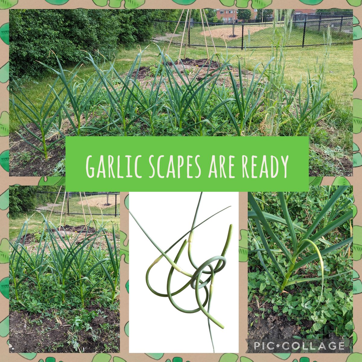 This week in the garden @Cooksvilleps 
Hard neck garlic varieties have grown scapes and they're ready to harvest. Soon we'll be able to harvest the garlic too.
@PDSB_eco @peel21st @PeelEML @SustDev @EcoSchoolsCAN @EcosourceGreen