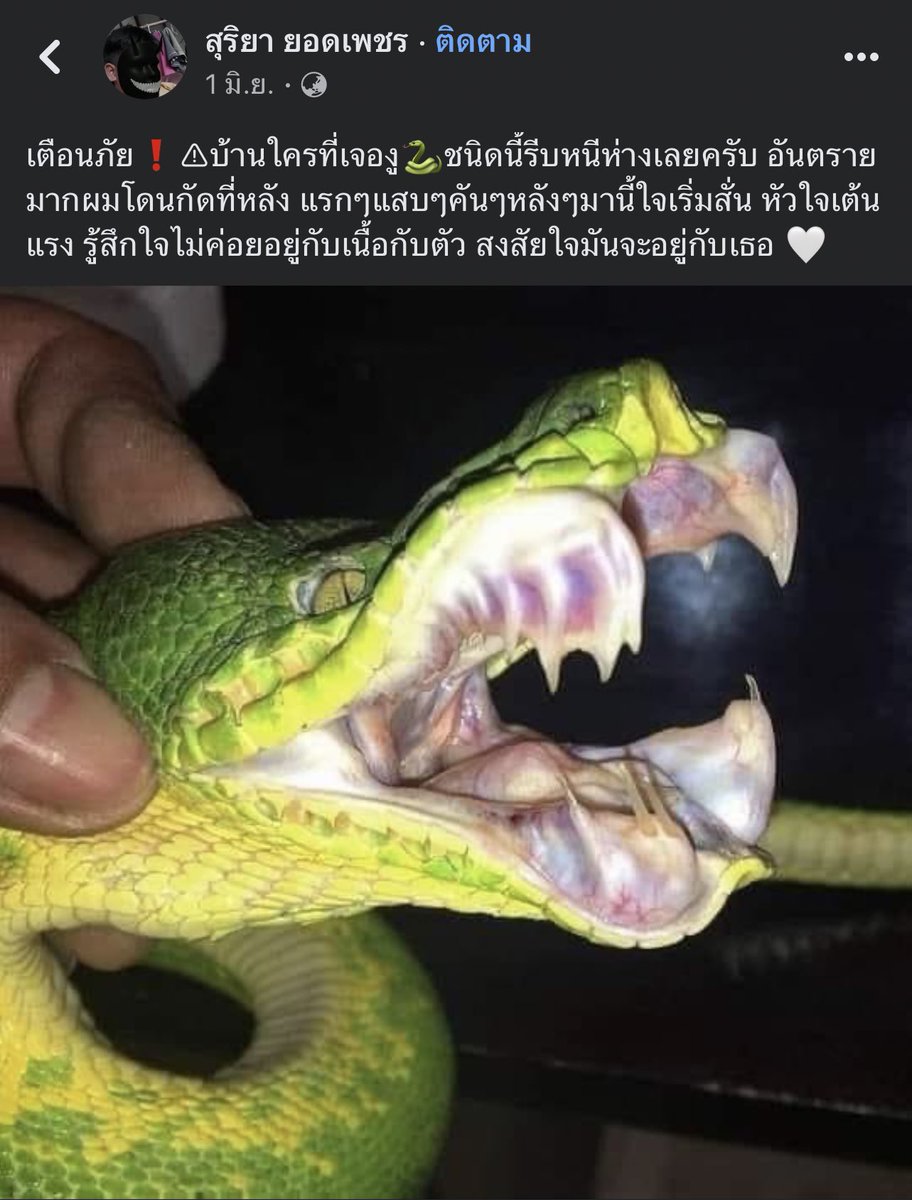 shi โอเปิ้ด ทักไลน์ tweet media