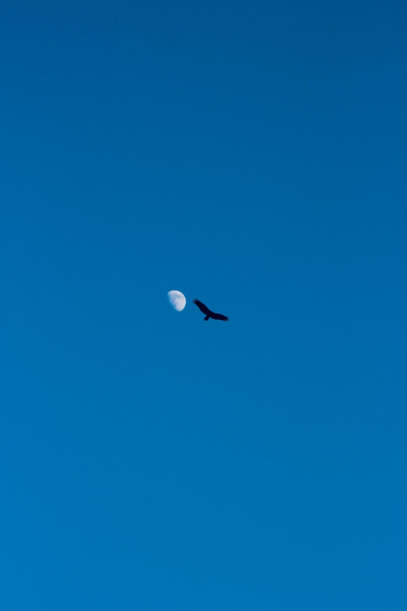 PacificPineCo tweet media