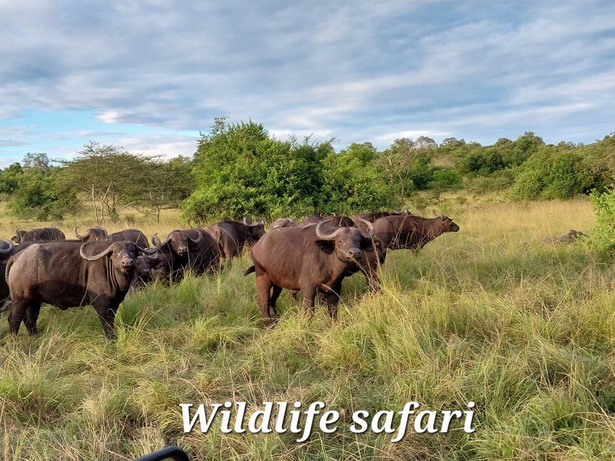 #TravelTuesday 
Uganda for wildlife safari 
iremboafricasafaris.com 
#Travel #travelphotography #travelagent #traveltips #travelbuddy #travelbuddy #TravelTuesday #wildlifephotography #vacation #trip