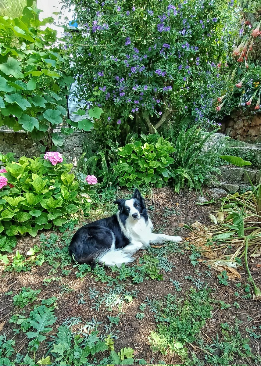 Der fast tägliche Regenguss macht sich im Garten positiv bemerkbar 🌺🌼 #Apulien #bordercollie