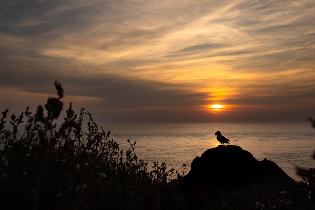 Morning all! Sorry to be so quiet lately it's been non-stop leading overnight photography workshops on the amazing <a href="/skomer_island/">Skomer Island</a> lately. Last trip we were blessed with the most awesome sunset🐧🐧