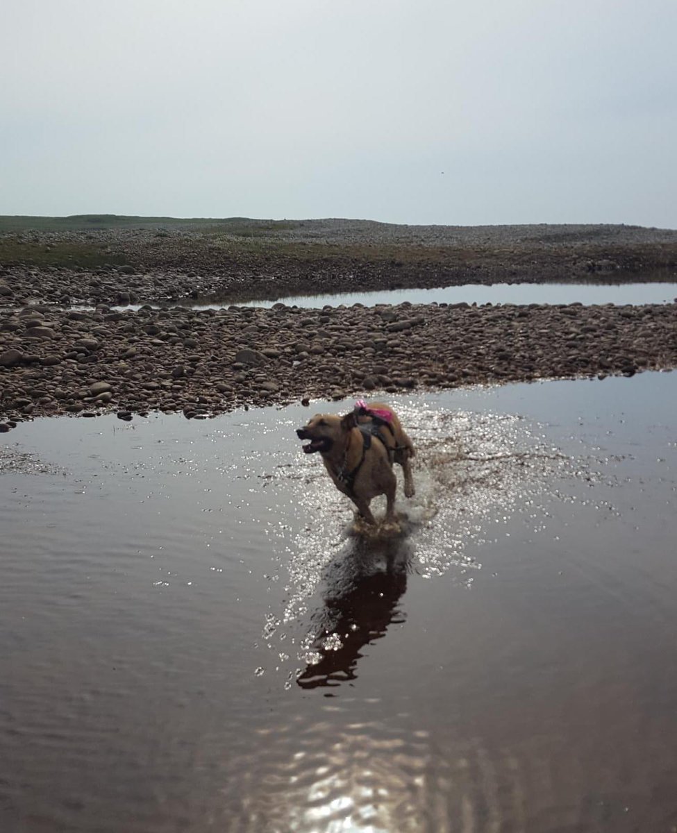 Lovely Lydia having a run through the Loch! Lydia was adopted from us and is living her very best life now! Woohoo! #helpozegadogs #adopted #rescuedogs #goodlife #home #RESCUEISMYFAVORITEBREED #AdoptDontShop #Rescue