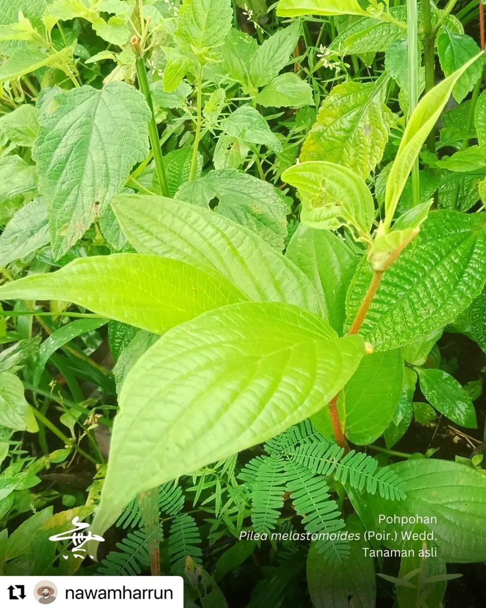 Kebon Bagéa tweet media