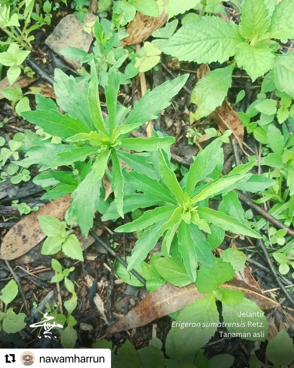 Kebon Bagéa tweet media