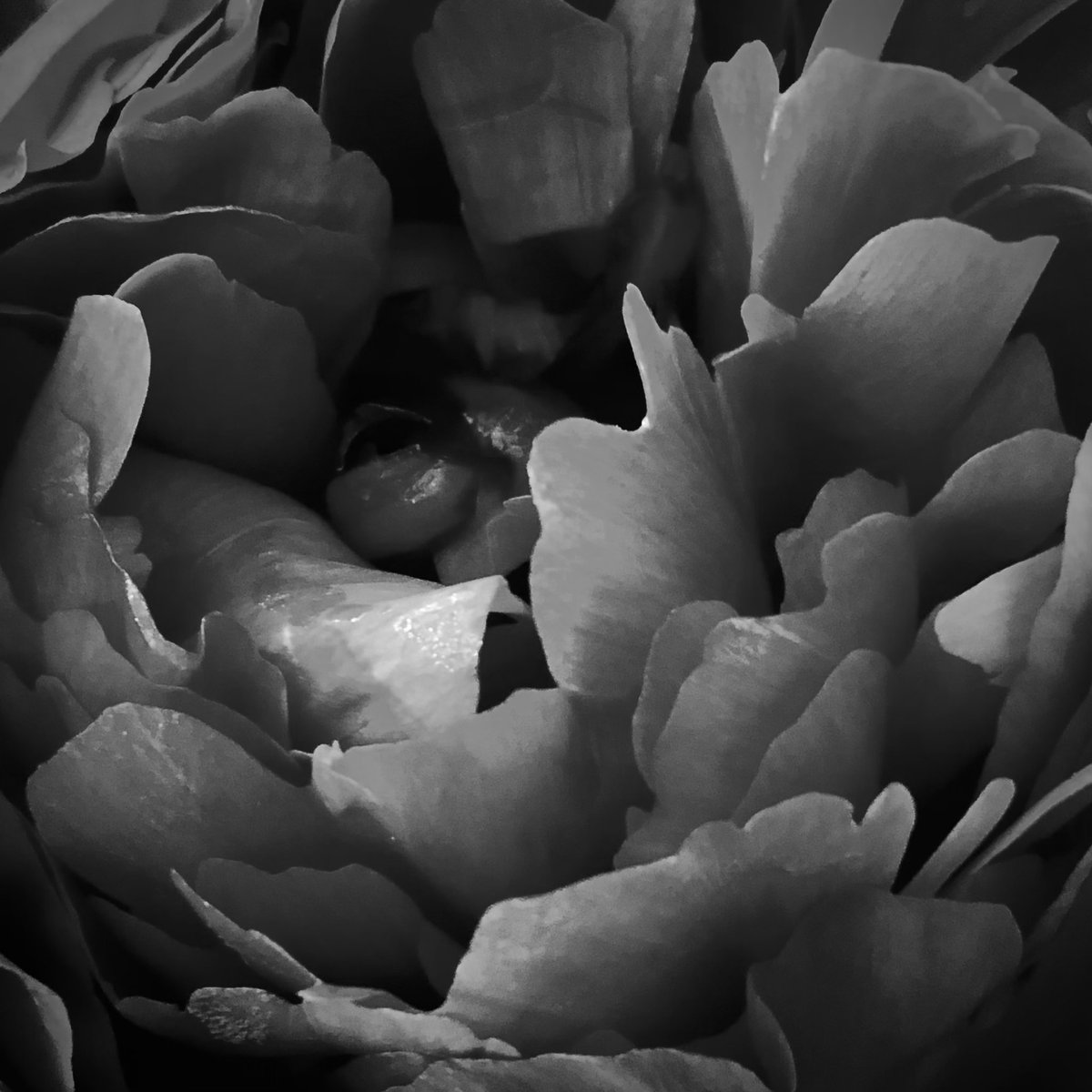 #black #digitalart #photography #yonikol #blackandwhite