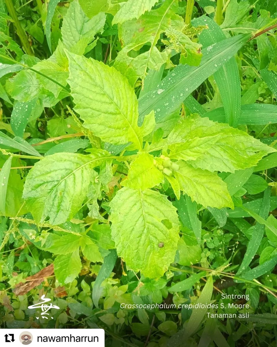 Kebon Bagéa tweet media