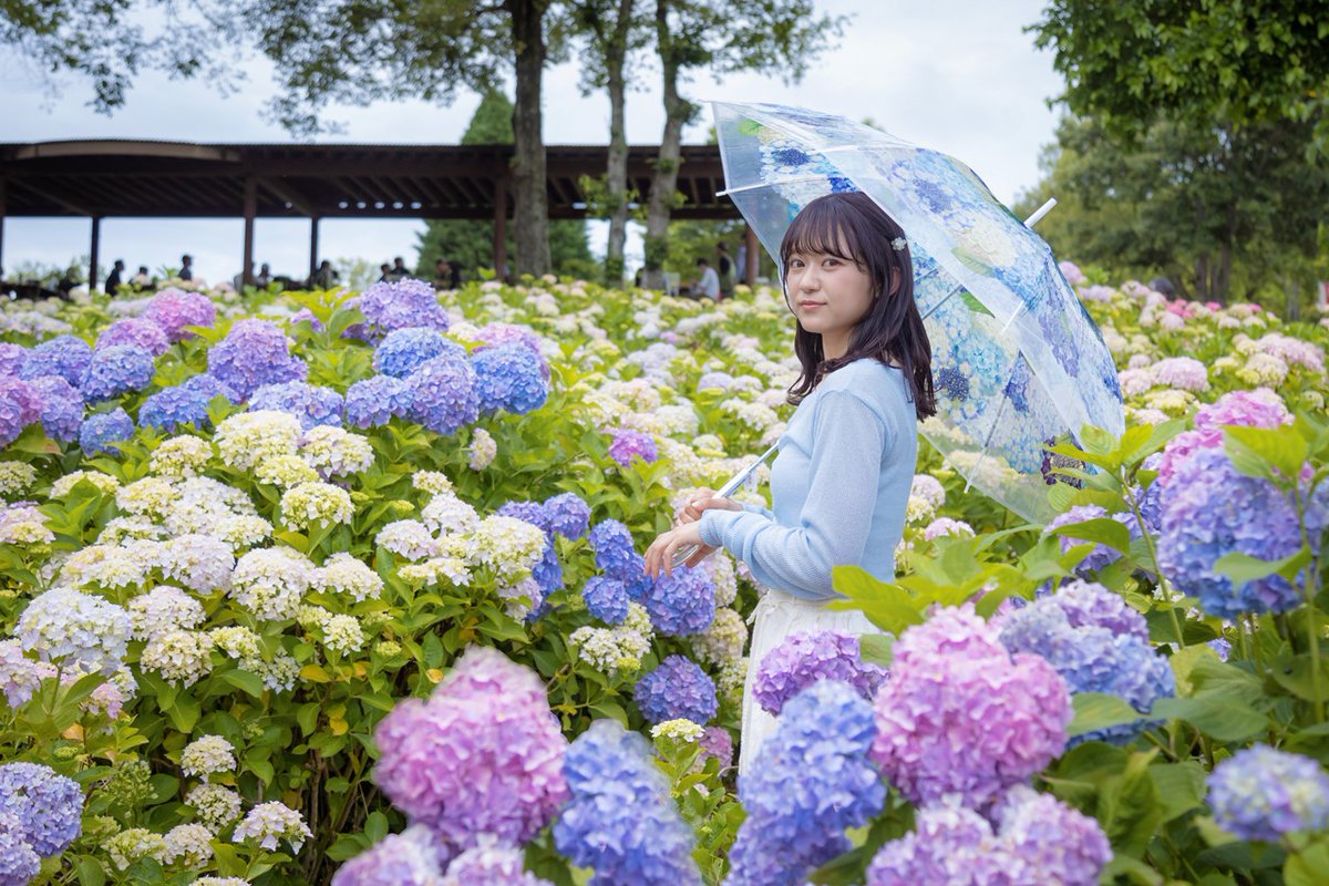 gar_kagawa's tweet photo. 国営讃岐まんのう公園の紫陽花が見ごろと聞き、さっそく行ってきました。6/25まで「あじさいまつり」も開催中！
#香川観光
#紫陽花
#アジサイ
#ポートレート
#まんのう公園
https://t.co/XauGckGt9v https://t.co/EODK56eM05