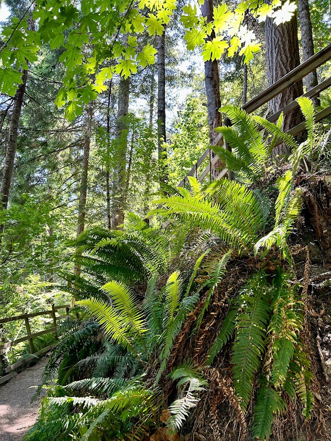 PacificPineCo tweet media