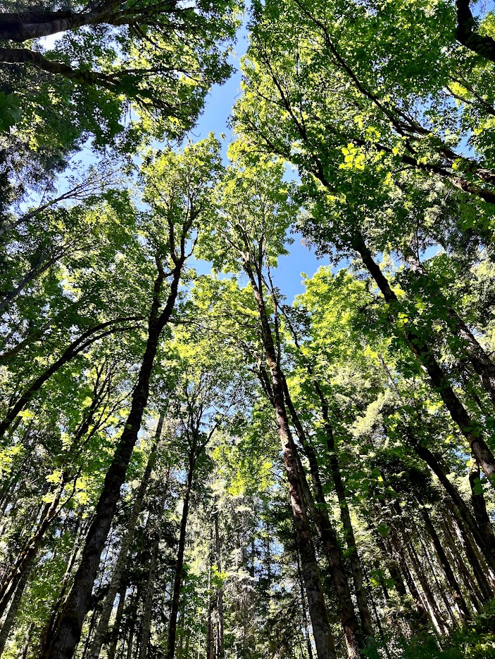 PacificPineCo tweet media