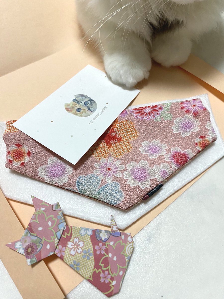 hachiware_469's tweet photo. 無事カラーが取れたシルクちゃん、バンダナが届いたので装着してみます🥹💕
#猫 #cat #고양이 #喵星人 #gato #chat #katze #kedi #catstagram #kitty #petstagram
#ilovemycat #meou #ねこすたぐらむ #ふわもこ部 #ねこのいる生活 https://t.co/dQEIuDxwtu