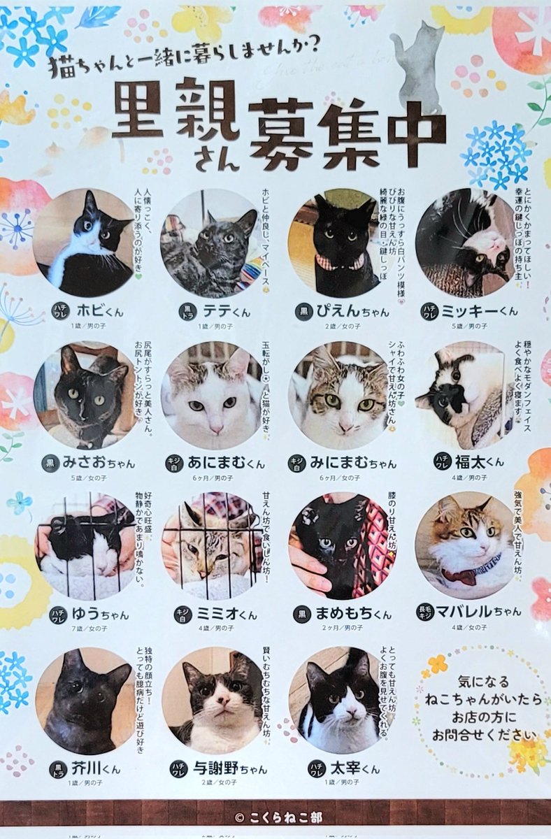 haitsukuroneko's tweet photo. こくらねこ部さんの里親さん募集中のチラシを店内に貼りましたので、気になる子がいましたらお問い合わせ下さい🐈‍⬛🐾
最下段の子たちは文豪猫ちゃん😆 https://t.co/odaZRUb6Uj