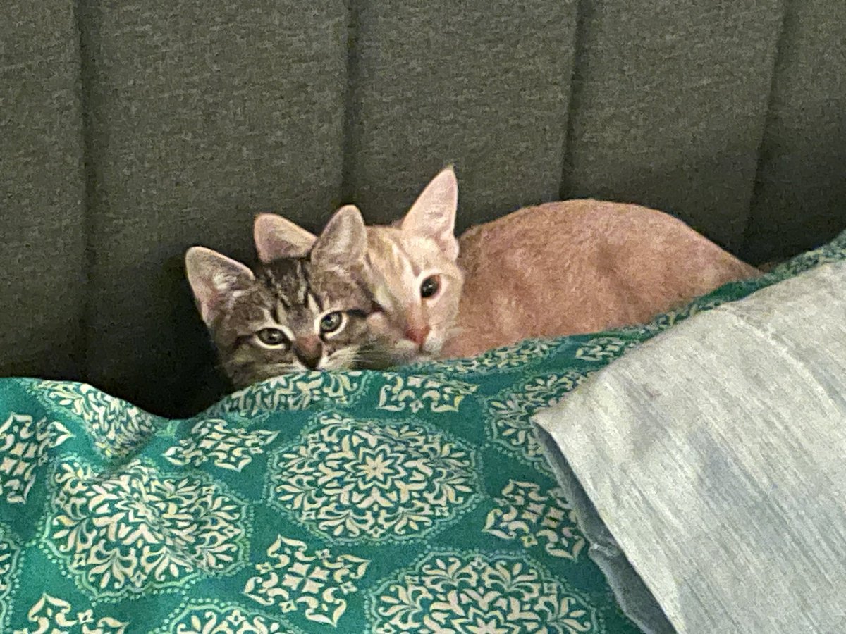 curseofcas's tweet photo. my cats https://t.co/MtW7Hu078k