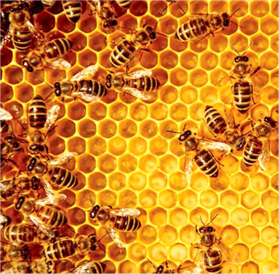 EXALTED4ever's tweet image. Let me remind everyone about the great health benefits of bee propolis #beepropolis the Royal jelly

I hear this season in particular will be a very rough season for people who have allergies
Bee propolis is your answer
It's called the royal jelly and it is a great remedy to