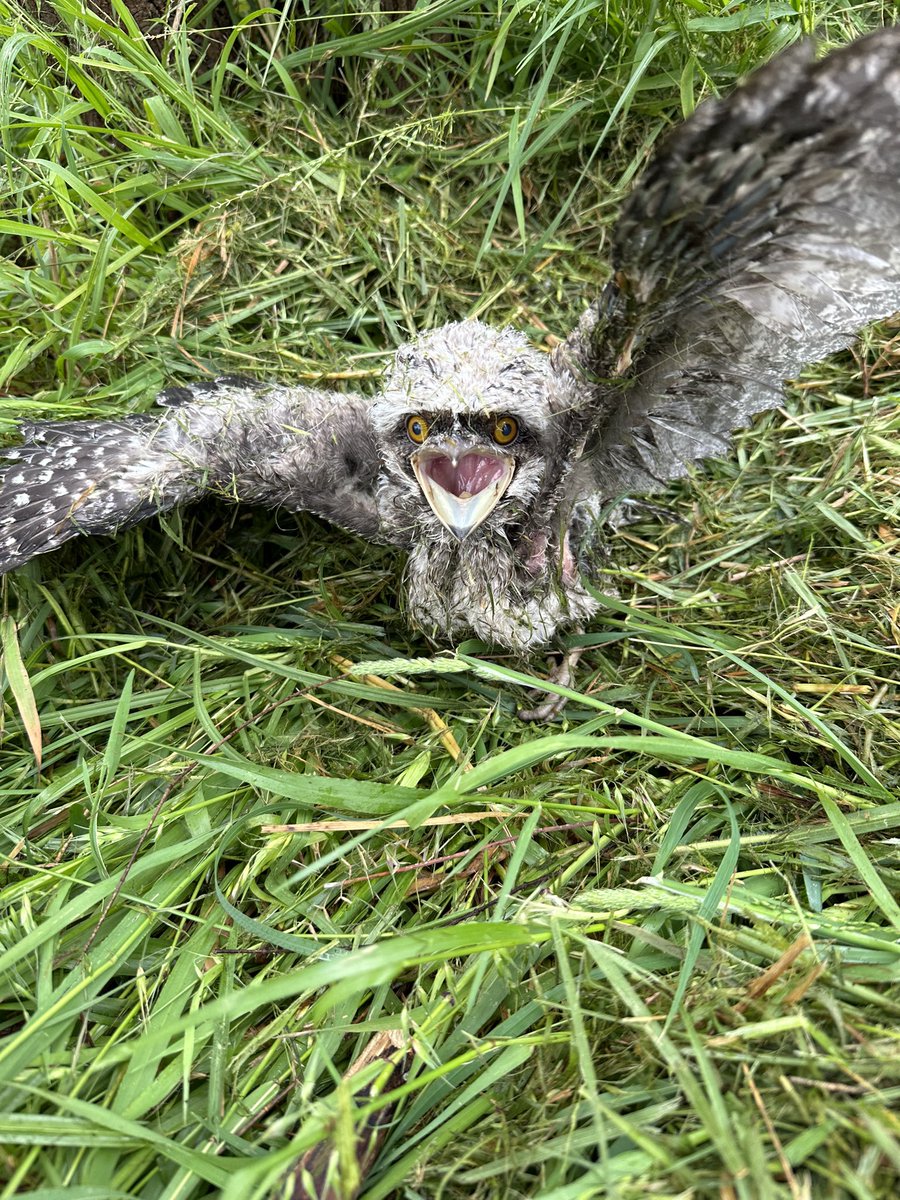 cornishnature's tweet photo. Was flicking through my photos and found this little fella again. This baby Tawny Frogmouth was very fortunate not to be ran over with the mower and is certainly one of the cutest things we’ve found on campus at Cornish College #bird #BirdsOfTwitter #tawnyfrogmouth https://t.co/70NYc8i7Rp