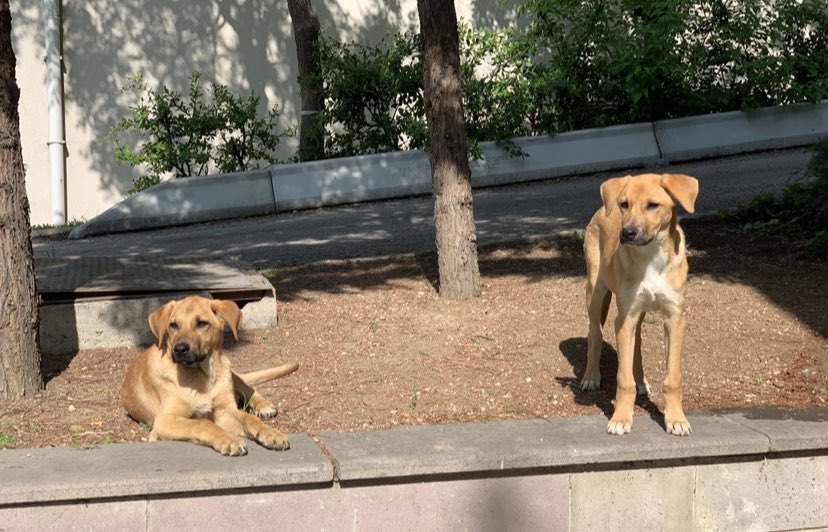 Berlin ve Tokyo. Onlar doğduğundan beri birlikteyiz. Evimde iki kedim var. Beraber yaşayabileceğimiz bir yer bulursam onların çocuğum olmalarını çok istiyorum. Sevgili EVREN duy sesimi.🙏🏻
#SOKAKHAYVANLARISAHİPSİZDEĞİL