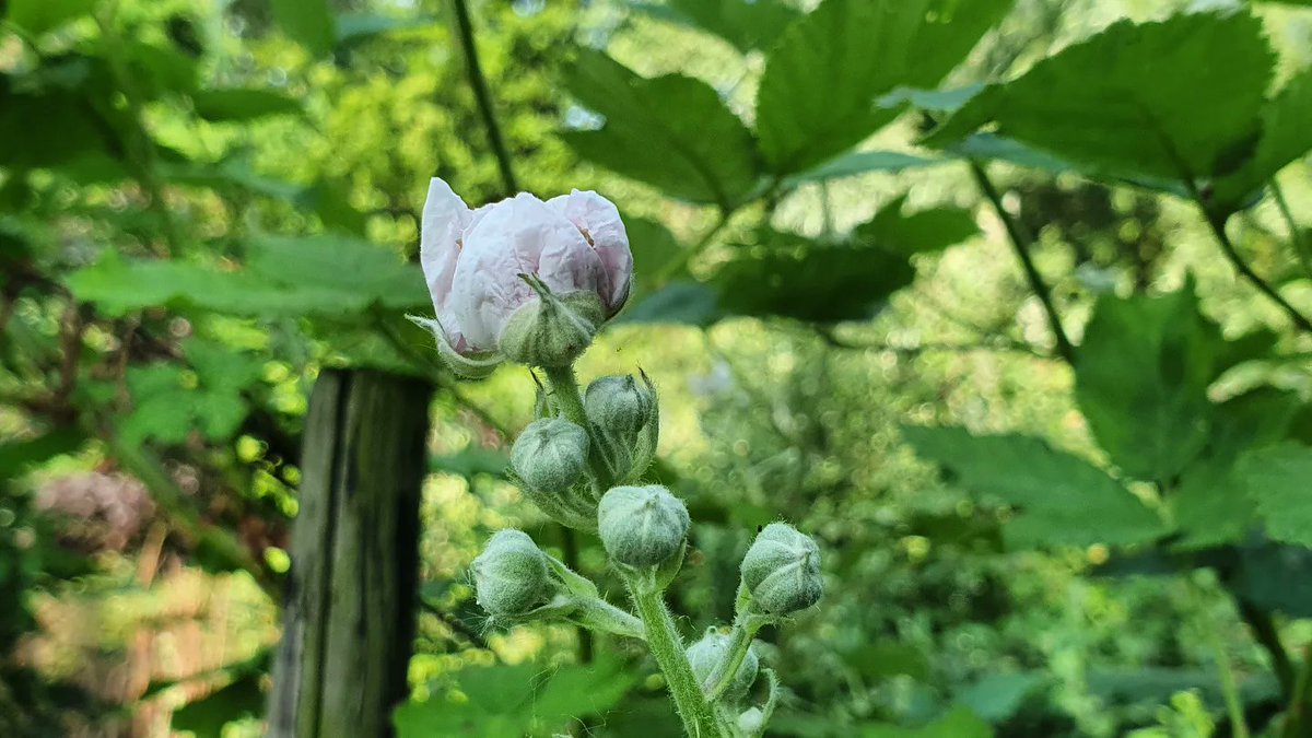 DuylsBos's tweet photo. De bramen bloeien al volop, dat wordt vast een mooie oogst ๐ฎ๐ซ
#bramen #bramenstruik #bloesem #juni #indemoestuin #moestuin https://t.co/paF9qeIhGg
