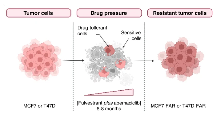 MammaryCell's tweet photo. Drs. Roberto Bianco &amp; Luigi Formisano's team at @UninaIT proposes that Pak1 inhibitors combined with #EndocrineTherapy and CDK4/6 inhibitors can be a possible approach for the treatment of ER+ resistant #BreastCancers.

🔎 Find out more about the study: https://t.co/fIT0O8rckl https://t.co/7xmTQCcBdY