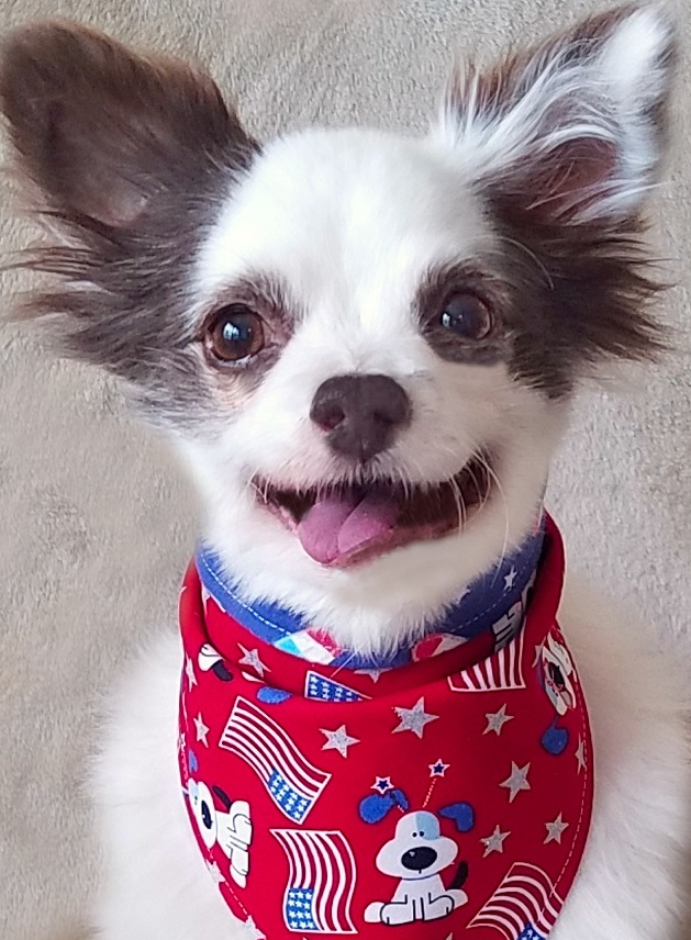 CharliePawsUp's tweet photo. Happy 👅 Pals!
Sorry for delayz on da 7 new Summer Bandanas. 🏖️
Mama's been so bizzy sewin up all da Giveaway Bandanas!
If yoo hazn't seen everypawdy's 😍 supa model pictoorz, take a scroll down my page! Yoos all so gawjus!
RETWEET 🙏😁❤️🐶
#dogsoftwitter #Dogtwitter #ZSHQ https://t.co/9gNZlGTk1q