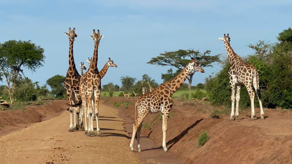 Apart from watching them on Television, Where did you see the giraffes in Uganda? They are really amazing animals. #Exploreuganda🇺🇬 courtesy of @newerasafaris. Visit their website at newerasafaris.com for more info. #Visituganda 🇺🇬
