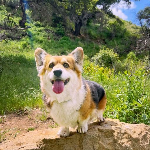 Rate the cuteness 1-10  💚

#corgigram #corgiaddict #myfavcorgi #corgilife #corgilover #dogsofinstagram