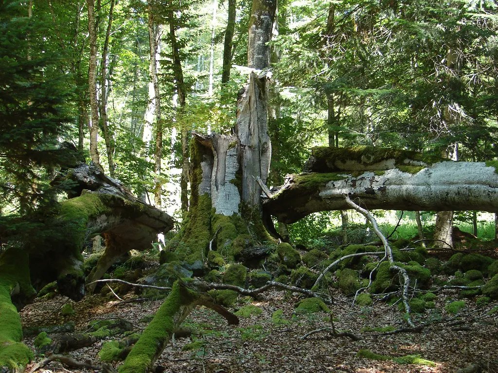 Le @CENAuvergne est audité auprès de @UNESCO_fr sur la question de la libre évolution des milieux naturels. Témoignage des réflexions de @RESEAU_CEN autour de ce mode de gestion dans les espaces naturels notamment via #Sylvae réseau de vieilles forêts 
buff.ly/37qtEI8