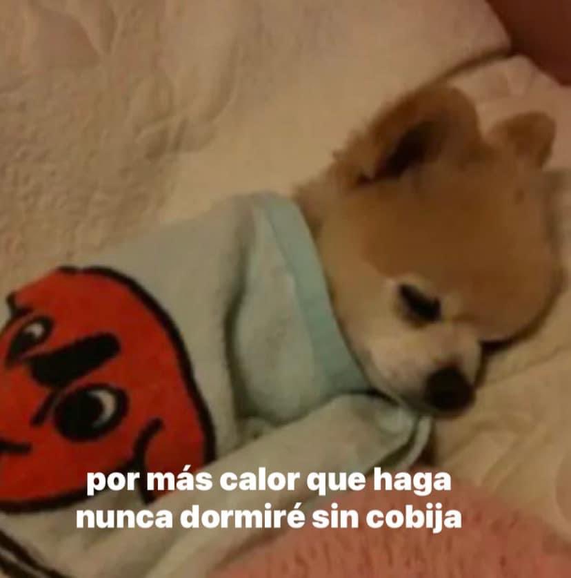 JAMÁS ME HABÍA IDENTIFICADO TANTO CON UN MEME