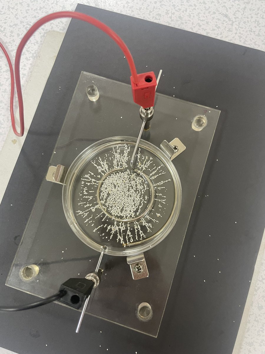 Was shown this Electric Fields demo today, with castor oil and semolina, worked so well! #physicsdemo #teacherlife #physics
