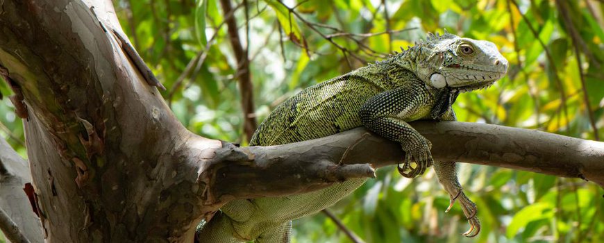 Florida's falende bioveiligheid bedreigt Caribische reptielen dlvr.it/Sqb2PC