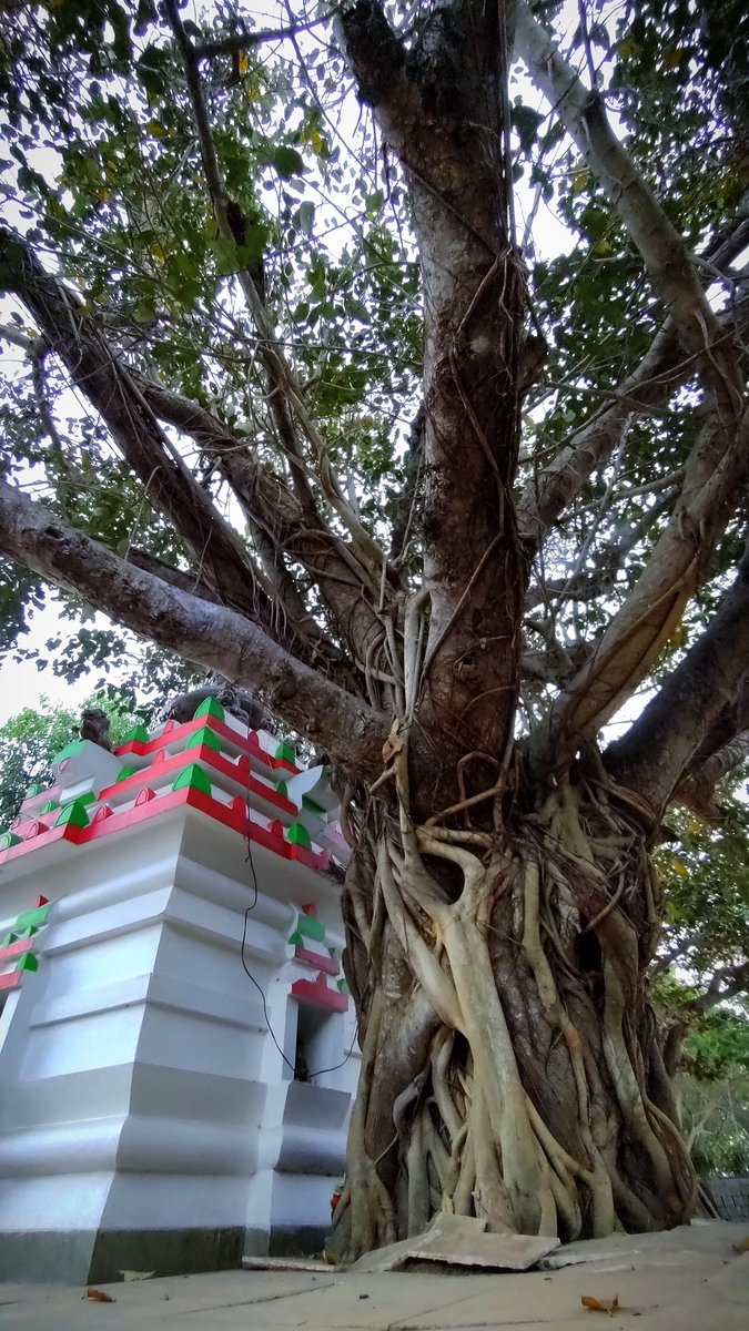 infotainmentod's tweet image. When it's Tuesday and you find a new thick trunk 🌿🌳🌿

#thicktrunktuesday #treed #nature
