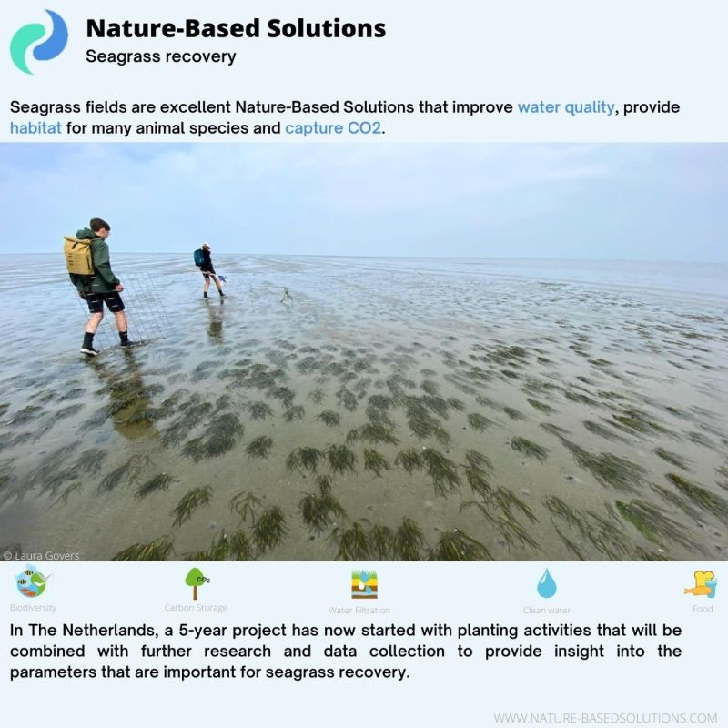 ENVFY_LiFE's tweet photo. A Nature-Based initiative by Netherland to capture CO2. 

#envfylife #futurestrides #naturebasedsolution https://t.co/xVHvf1Z1gG