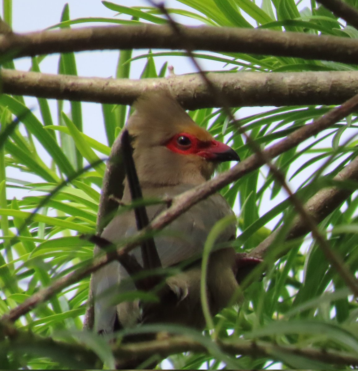 WWWings2023's tweet photo. "Ok, I'll show you my good side..."😆
A rather lazy-looking #RedFacedMousebird glances back over his long tail after keeping me waiting for a profile shot.
#Zambia #BirdsSeenIn2023 #ornithology #wildlifephotography #TwitterNatureCommuity #Birdwatching https://t.co/NhSDGhtEQY