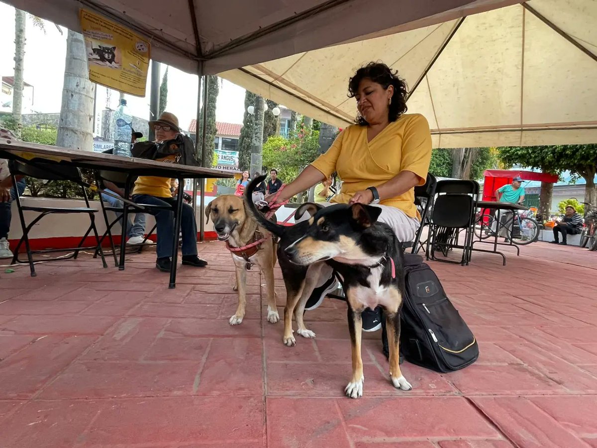 WikiOri's tweet photo. #CamerinoZMendoza | Encuentran dueños responsables para 11 caninos y 5 felinos. 🐕🐱♥���

Nota: https://t.co/vQvo8Tl1RN

Síguenos en Instagram 📸👉 https://t.co/hdrtEGw5RS 

#CiudadMendoza #Orizaba #OrizabaPuebloMágico #Xalapa #Veracruz #Zongolica #BTS10thAnniversary #earthquake https://t.co/9W2e4XCB33