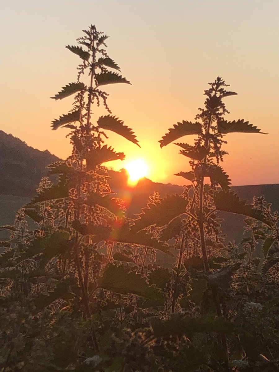 Nettles - Coldrum Long Barrow