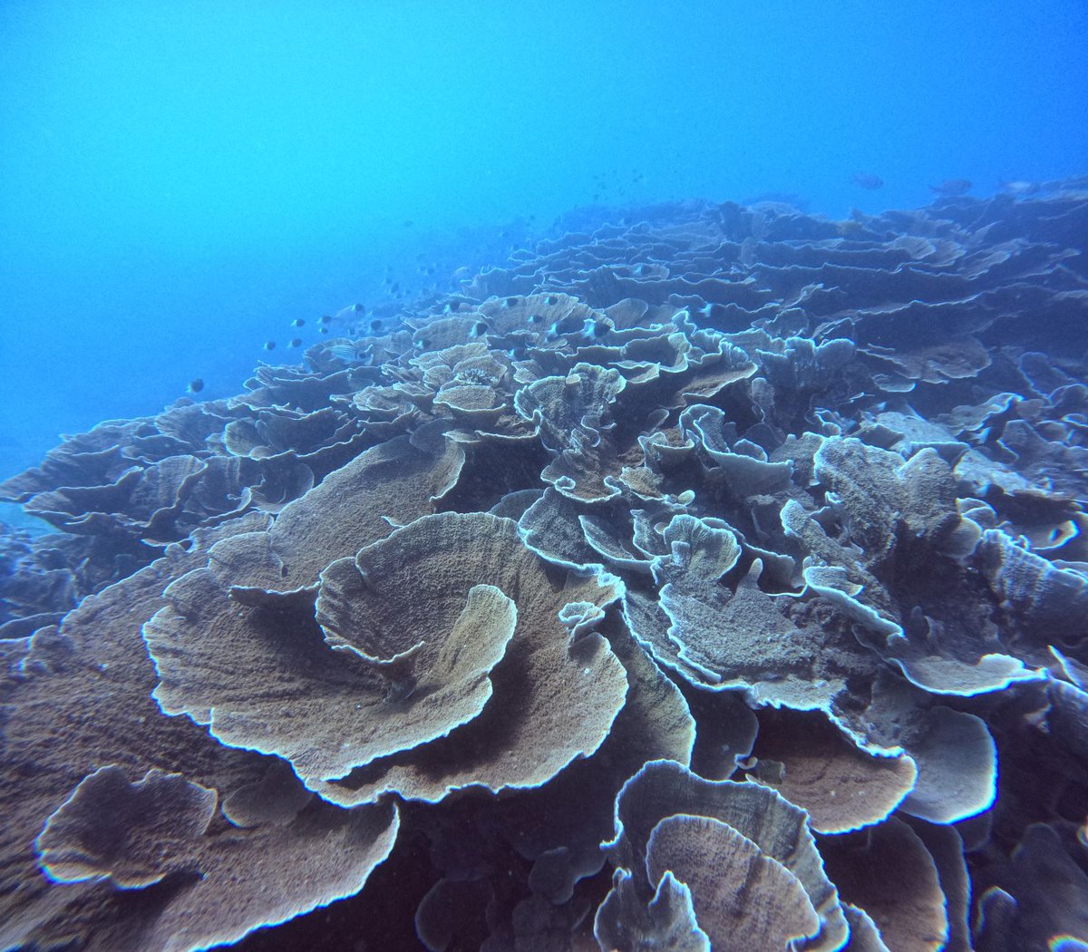 Mark Little tweet media