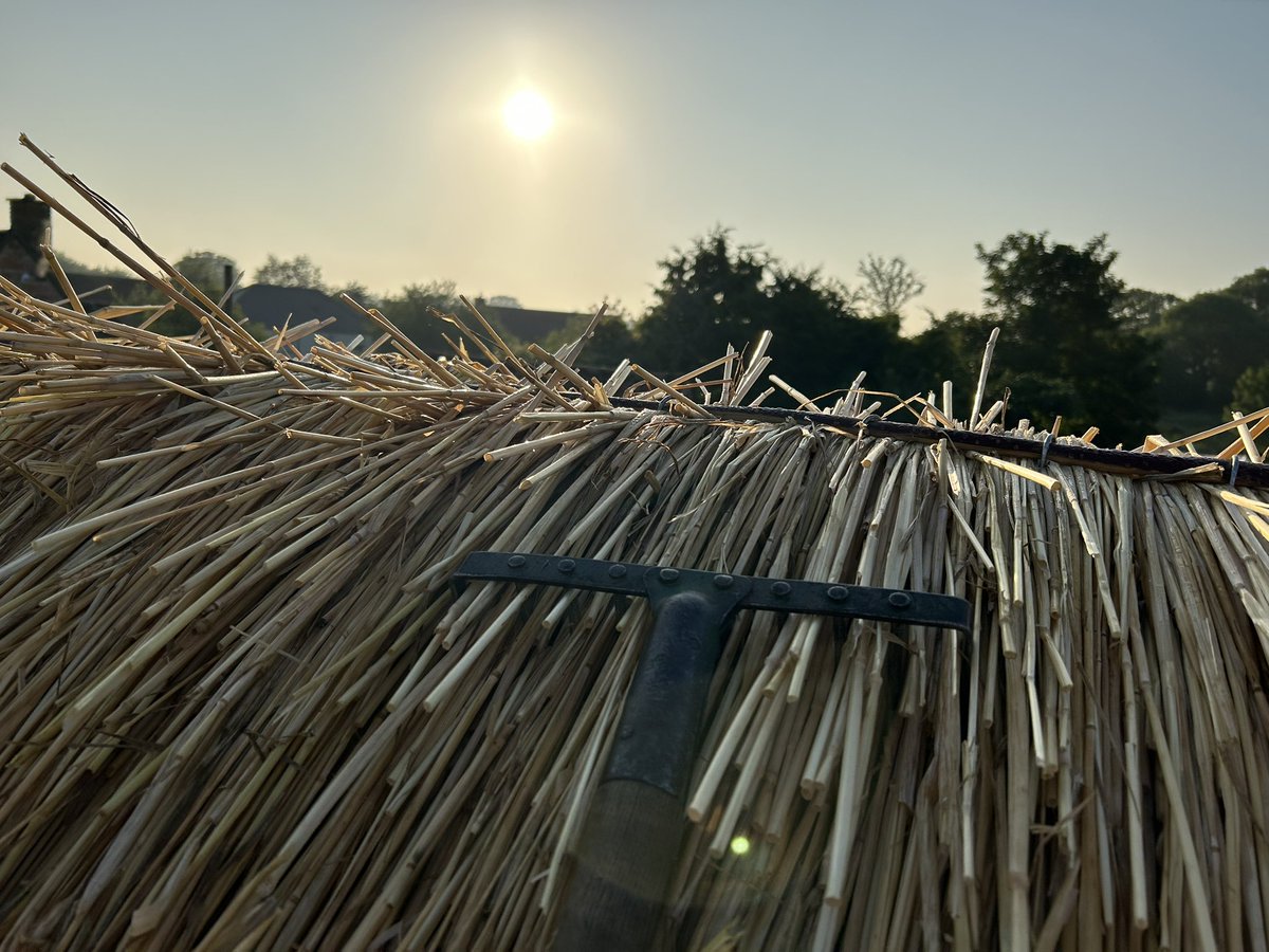 An early start to escape the heat seems the best plan #thatching #masterthatchers #ruralcrafts #cambridgeshire