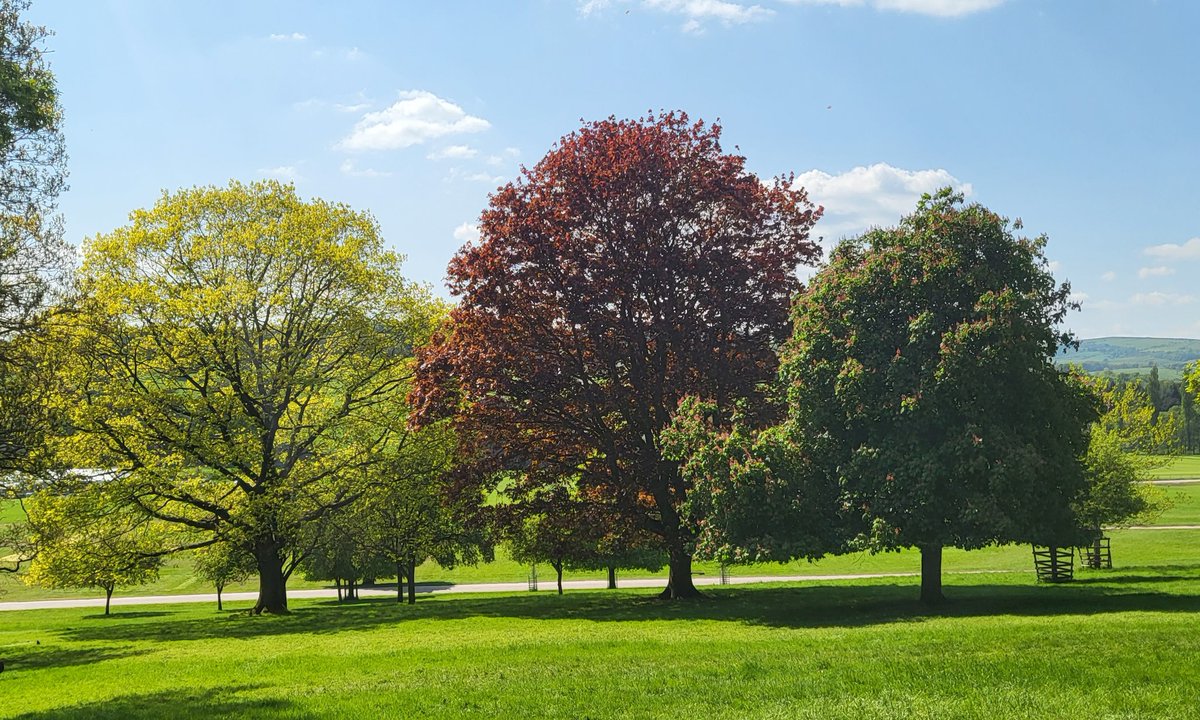 Good morning Adam / everyone 👋 wishing you all a terrific Tuesday @keeper_of_books #ThickTrunkTuesday #Trees #TreeClub