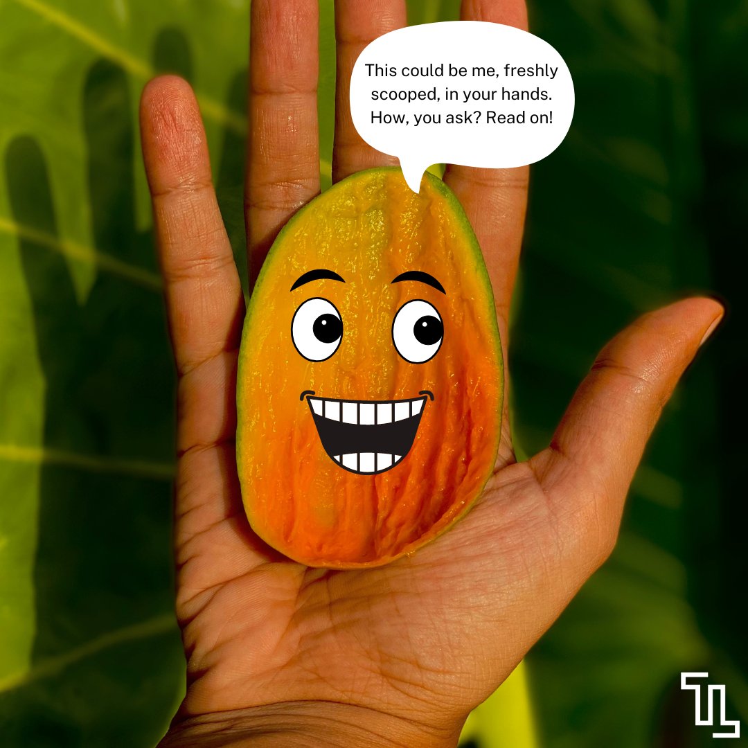 TheLocavoreIn's tweet photo. Delicious, naturally-grown, Gir Kesar Mangoes now available to buy in Mumbai for just another week! Think Alphonso mangoes are the unrivalled kings? Well, you probably haven’t experienced the regal allure of Gir Kesar Mangoes.

Get your hands on them: https://t.co/Akr1tNuDjv https://t.co/w94ppUa5Ws