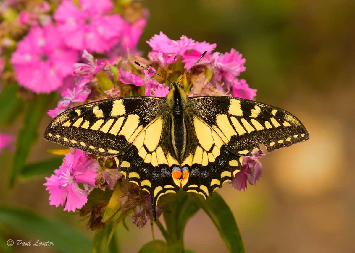 Now we are in June its time to start celebrating summer.  Starting with a Swallowtail butterfly

#swallowtail #norfolk #norfolkwildlife #butterflies #butterfly #ukwildlife #wildlifephotography #naturelovers #NaturesWindow #naturephotography #NatureWatch  #bbcspringwatch