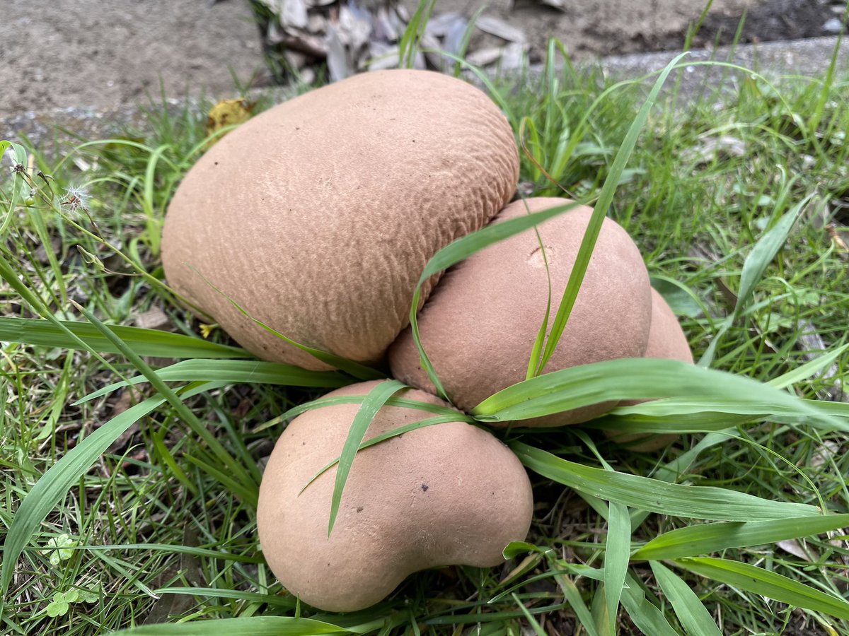 okapichann's tweet photo. これはノウタケであってますでしょうか？🍄🤔
食べれれば食べたい、、

#きのこ
#ノウタケ
#キノコ
#キノコ狩り https://t.co/JfdXXz4T3J