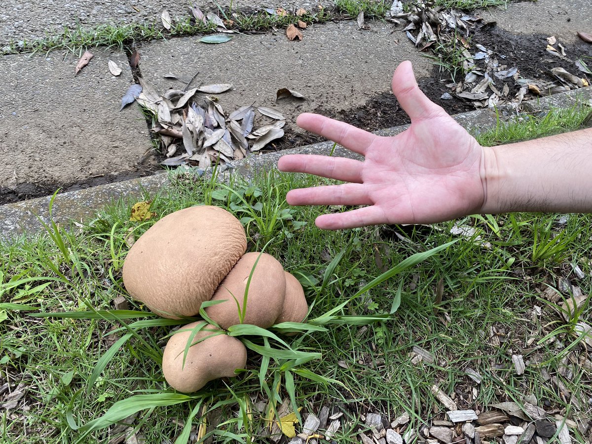 okapichann's tweet photo. これはノウタケであってますでしょうか？🍄🤔
食べれれば食べたい、、

#きのこ
#ノウタケ
#キノコ
#キノコ狩り https://t.co/JfdXXz4T3J