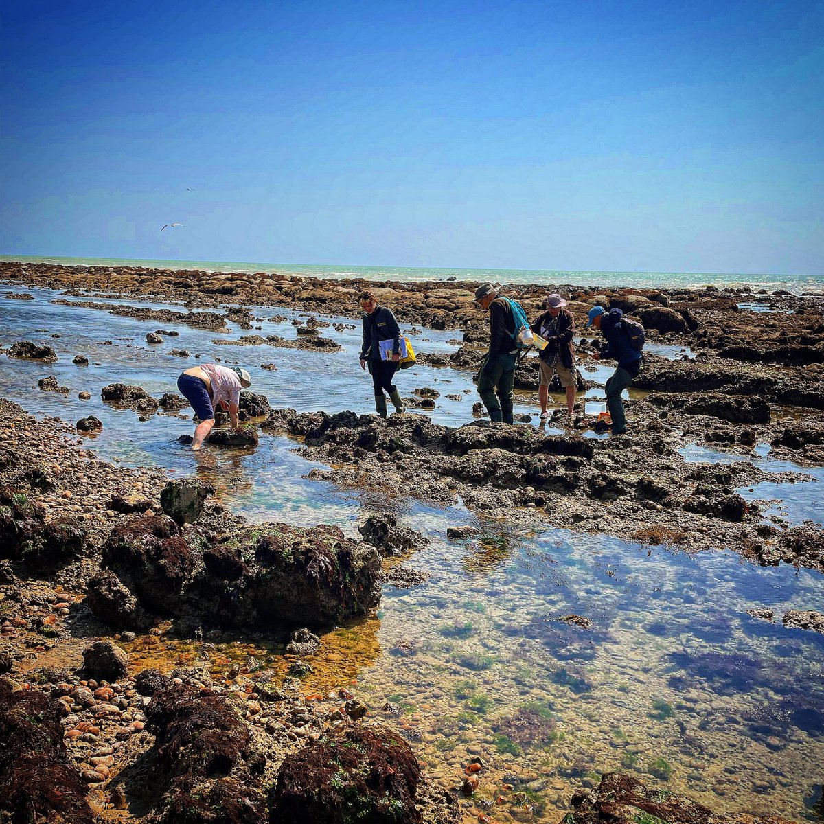 Loved being out with #shoresearch volunteers surveying the #intertidal on Day 9 of #30DaysWild! ☺️ Nothing better than enjoying nature with other enthusiasts ☀️🐙🪼🦐🦀🐟🪸🐌🌊

#citizenscience #eastbourne #rockyshore #beachyheadeast #marinceconservationzone 
📸 Ryan Greaves