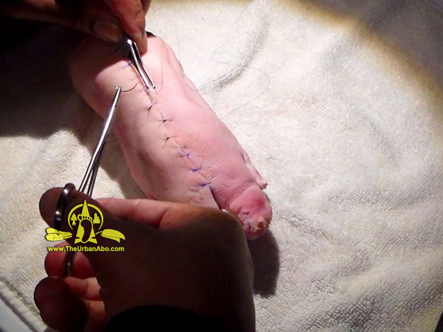 Resilient Living:  Emergency Medicine - Suture Practice w/ The Urban-Aboriginal  >> theurbanabo.com/howto_2.php?hi… #survival #Prepper #SHTF #EmergencyMedicine #EmergencyFirstAid #firstAid #combatMedicine #sutureSkills @TheUrbanAbo